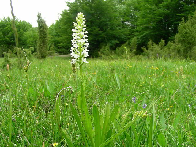 Gymnadenia conopsea (L.) R. Br.100613-91.jpg