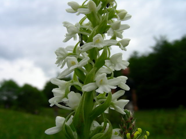 Gymnadenia conopsea (L.) R. Br.100613-96.jpg