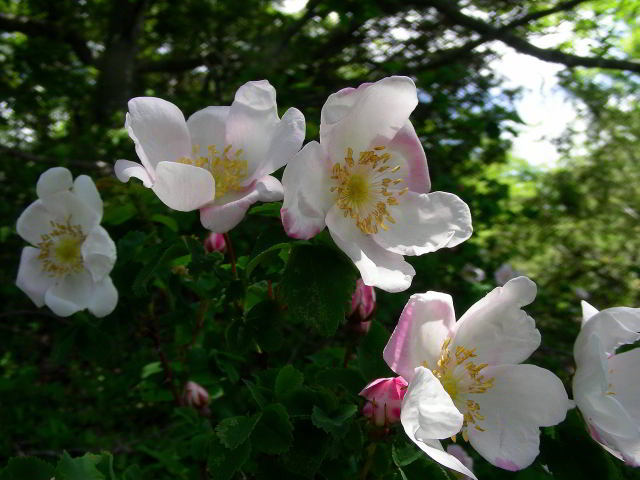 Rosa spinosissima L.100613-77.jpg