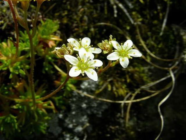 Saxifraga exarata Vill. subsp. exarata 100613-84.jpg