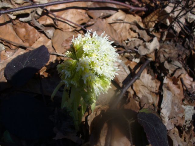 P1040904 fiore sconosciuto 1.JPG