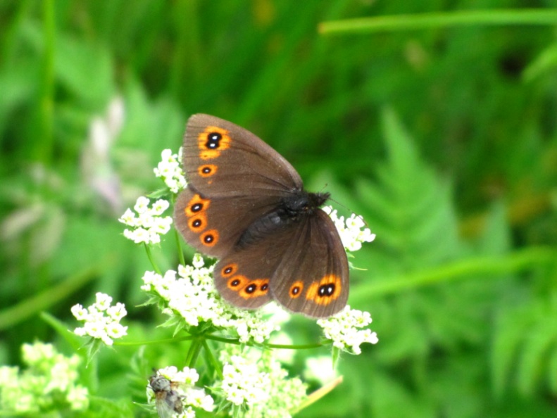 IMG_1111 EREBIA LIGEA.JPG