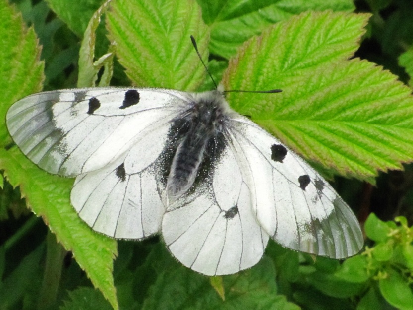 IMG_1106 PARNASSIUS MNEMOSYNE.JPG