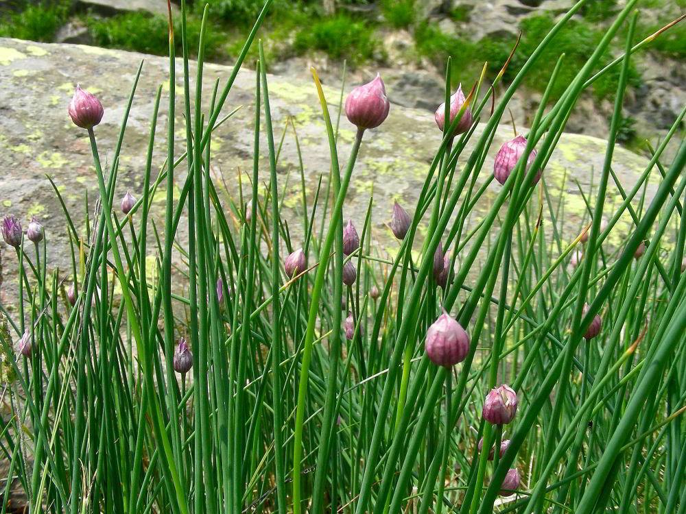 Allium schoenoprasum  L. 100701-67001.jpg