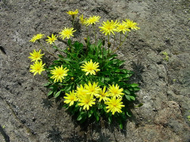 Robertia taraxacoides (Loisel.) DC. 100701-55001.jpg