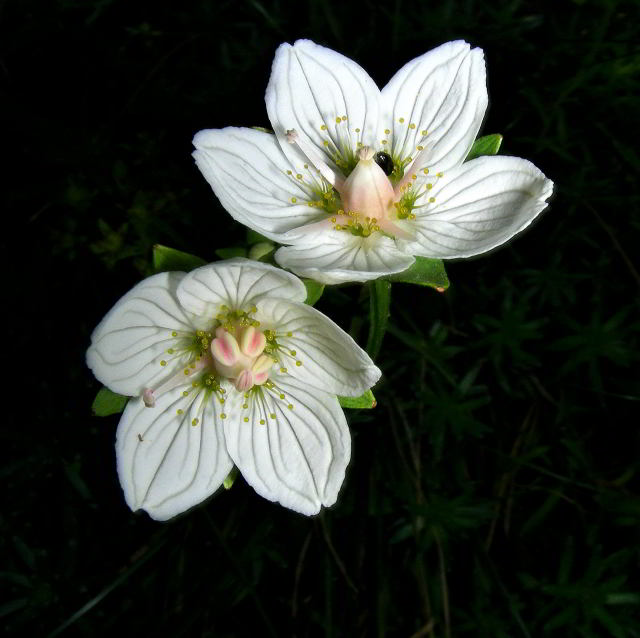 Parnassia palustris L. subsp. palustris 100831-40001.jpg