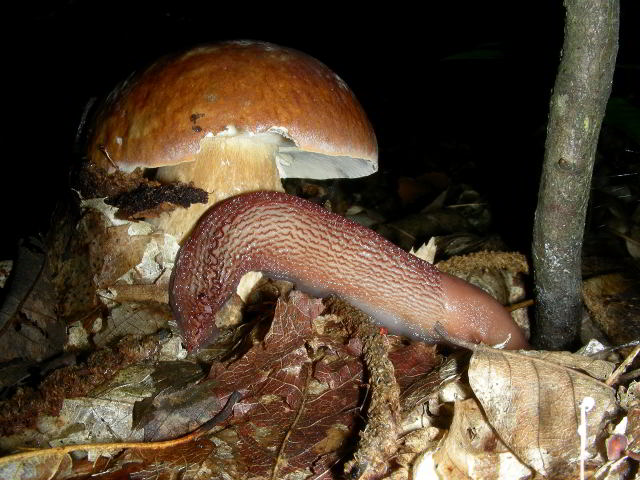 Boletus aestivalis 100821-39001.jpg