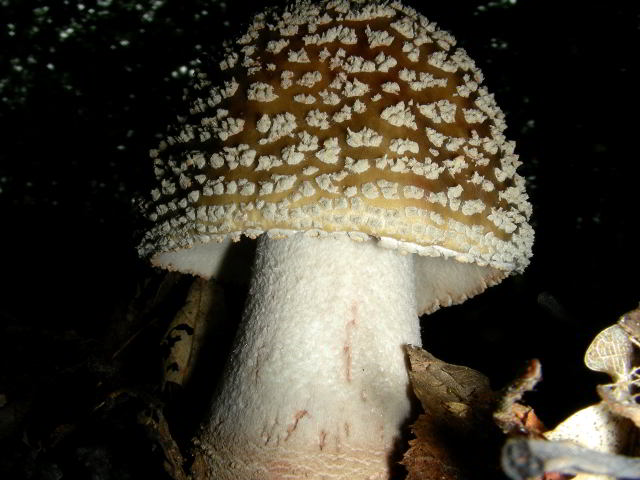 Amanita rubescens  100821-42001.jpg