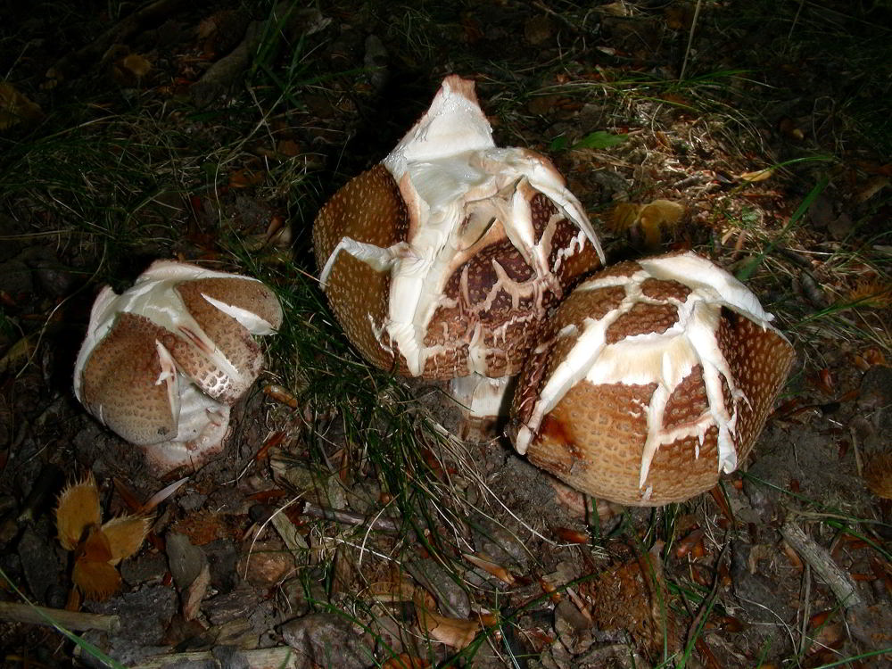 Amanita rubescens (da verificare) 100902-58001.jpg