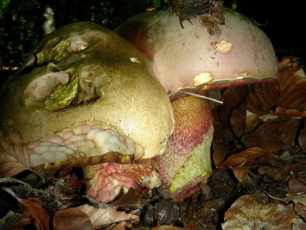 Boletus luridus o erythropus (da verificare) 100902-62001.jpg