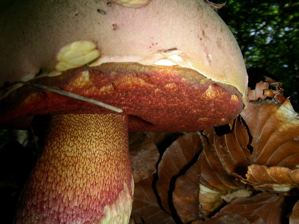 Boletus luridus o erythropus (da verificare) 100902-63001.jpg