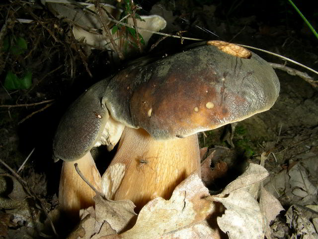 Boletus aereus 100824-85.JPG