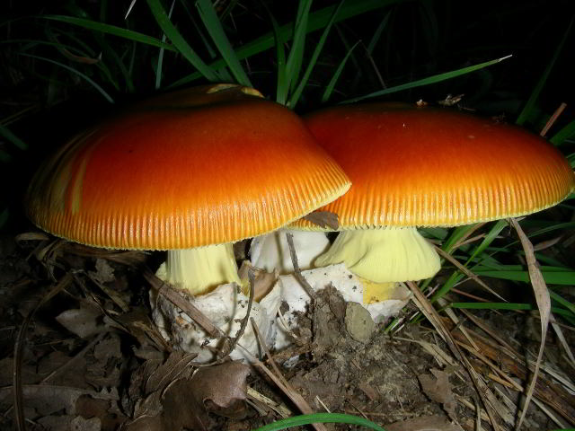 Amanita caesarea 100825-22 copia.jpg