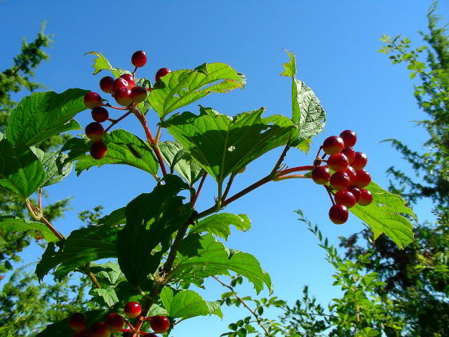 Viburnum opulus L. 100808-25001.jpg