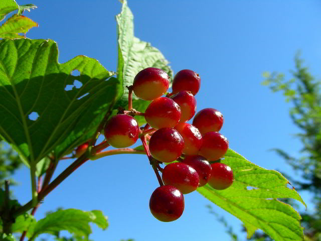 Viburnum opulus L. 100808-28001.jpg