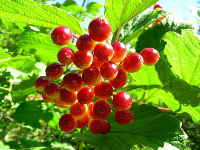 Viburnum opulus L. 100808-29001.jpg