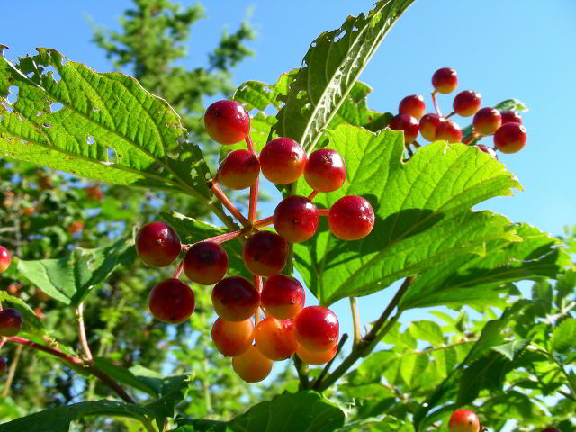 Viburnum opulus L. 100808-31001.jpg