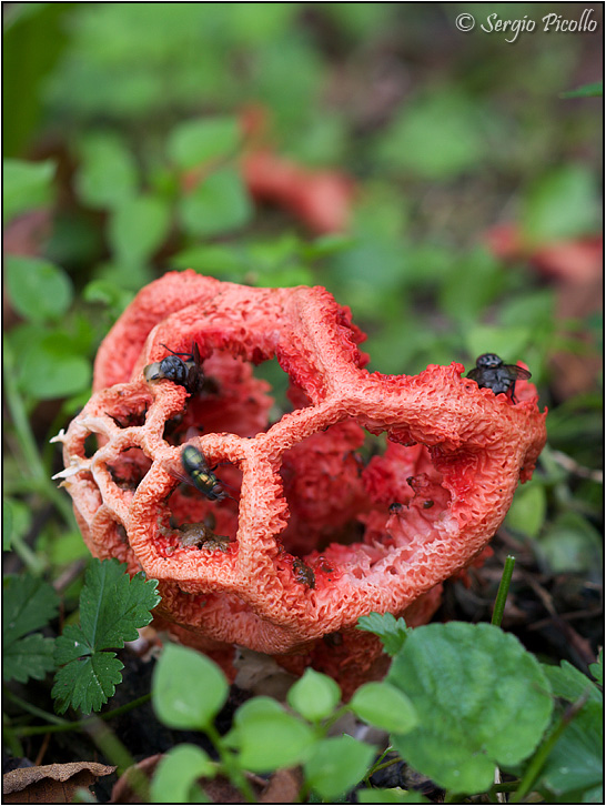 clathrus_cancellatus_10ix14_8021.jpg