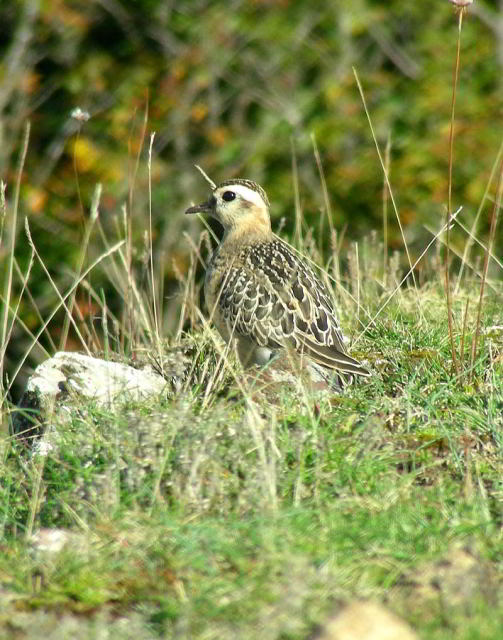 Copia di DSCN3356001.jpg