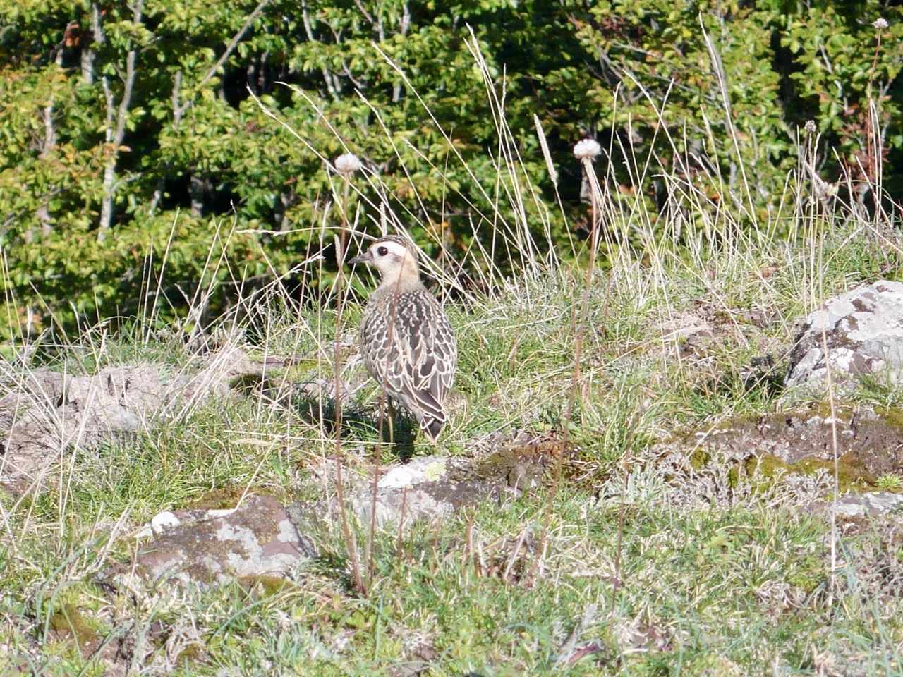 piviere tortolino.JPG