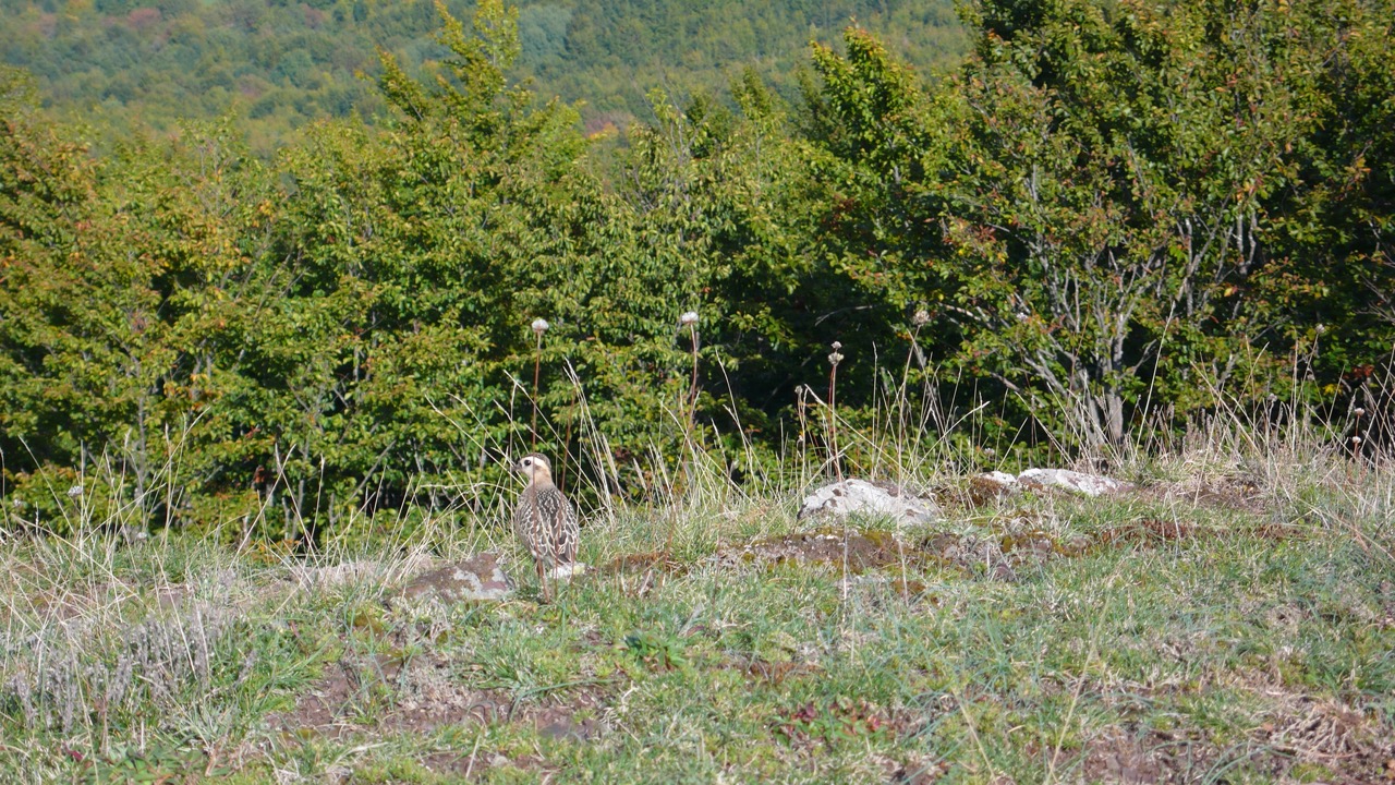 piviere tortolino_2.JPG