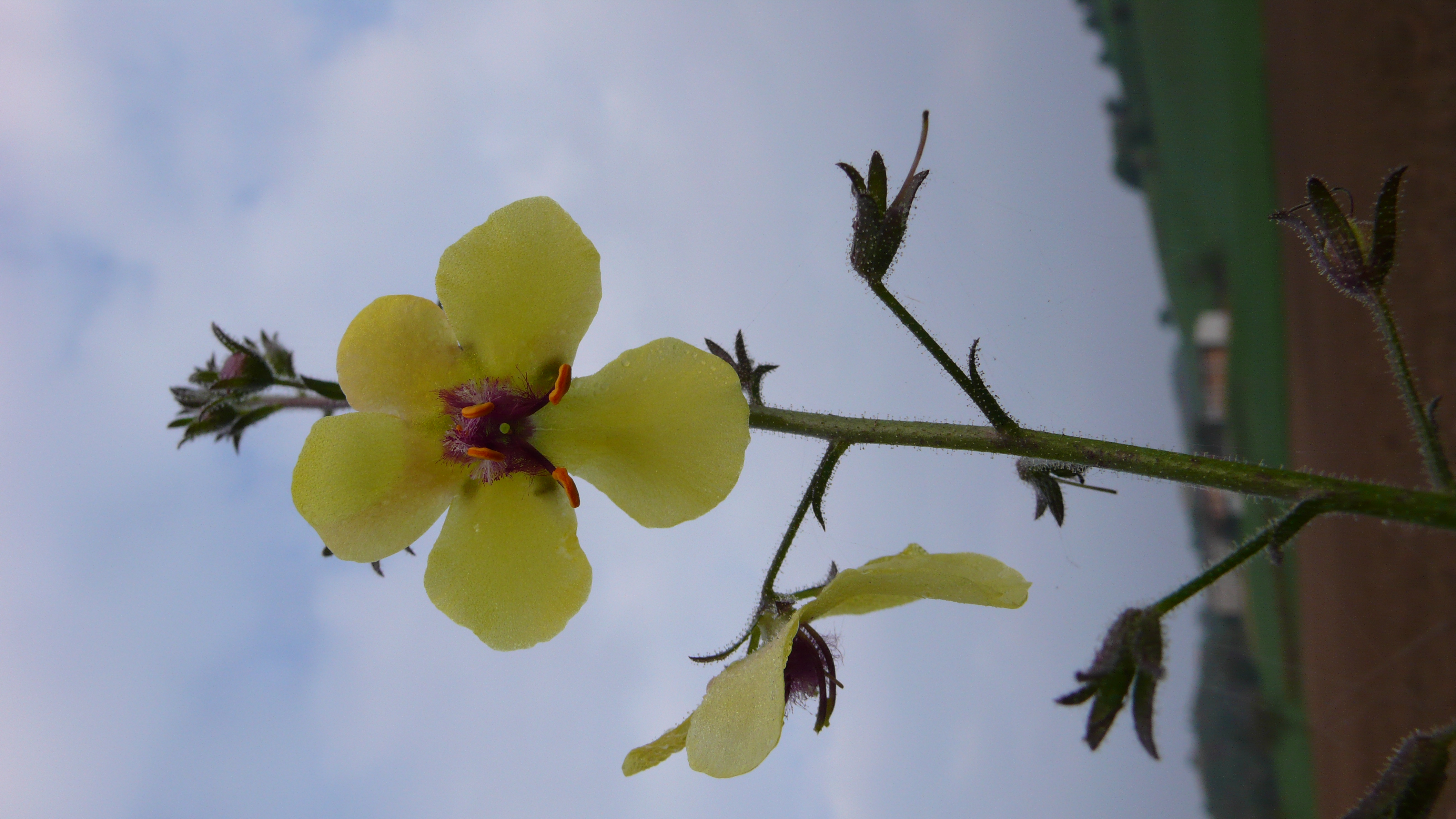 P1080330-1.JPG