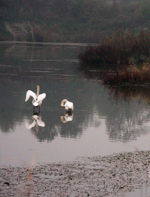 Cigno reale 69.JPG