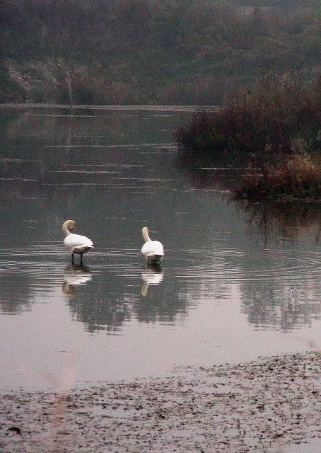 Cigno reale 76.JPG