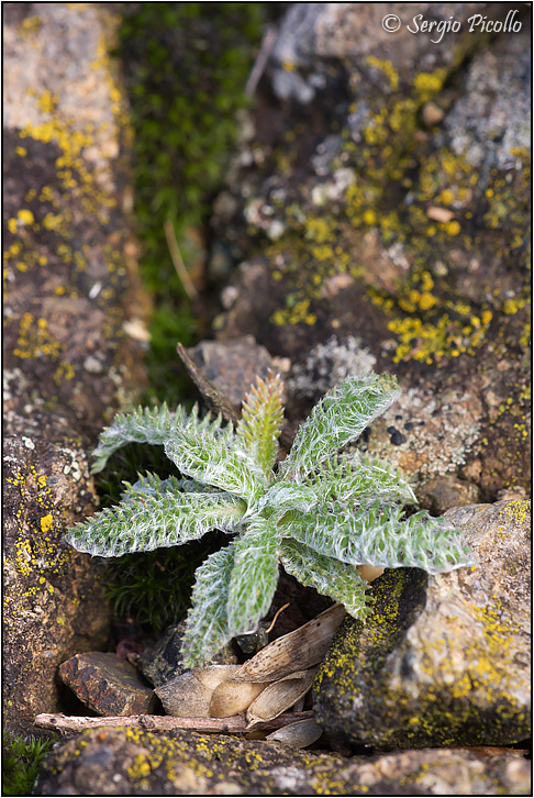 achillea_tomentosa_10x27_9343.jpg