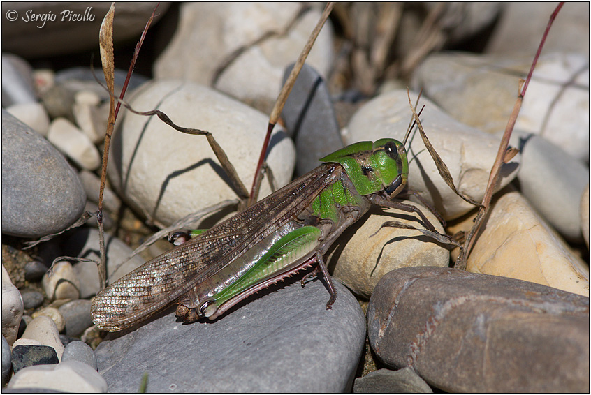locusta_migratoria_10x21_9115.jpg