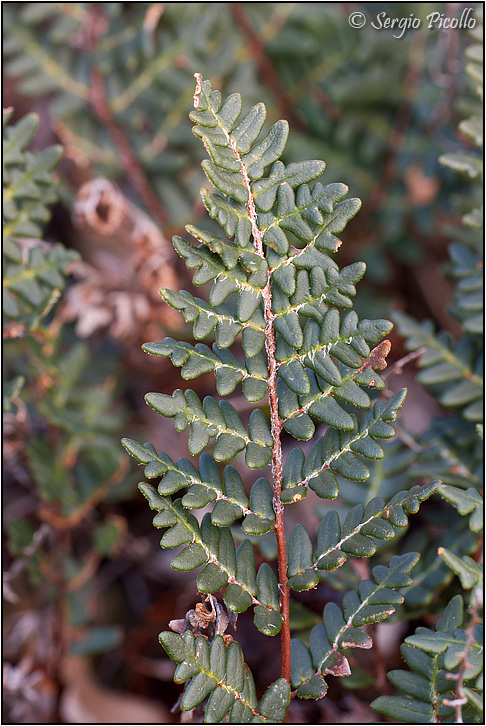notholaena_marantae_10x27_9356.jpg