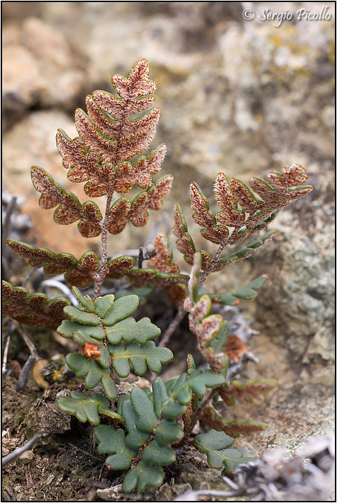notholaena_marantae_10x27_9400_03.jpg