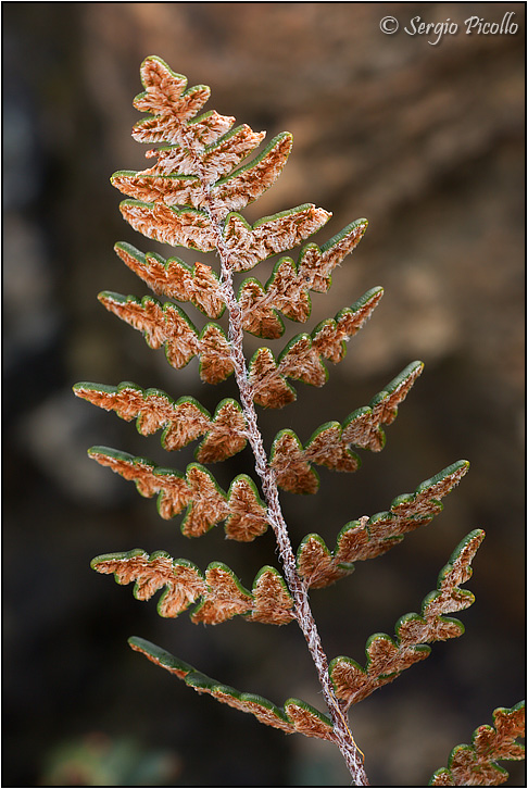 notholaena_marantae_10x27_9353.jpg