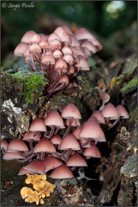 funghi_10x6_8939.jpg