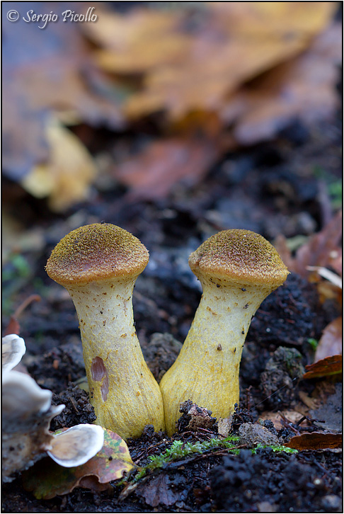 funghi_10xi11_9540.jpg