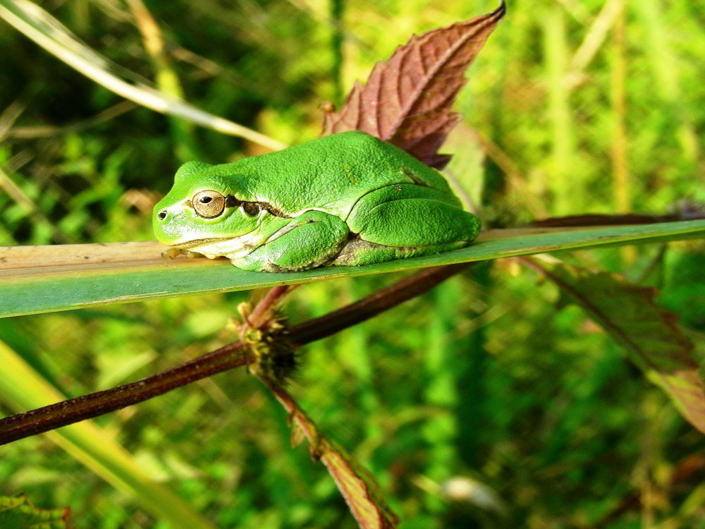 Raganella - Hyla arborea 100922-47001.jpg