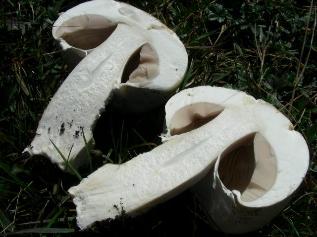 Fungo da classificare 100923-03001.jpg