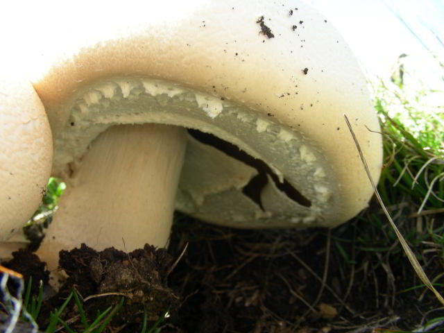 Fungo da classificare 100923-98001.jpg