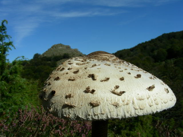 Macrolepiota procera 100923-63001.jpg