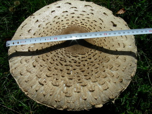 Macrolepiota procera 100923-79001.jpg
