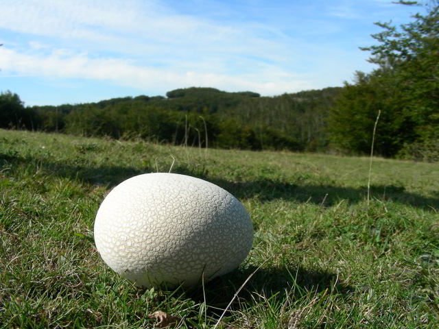 Calvatia utriformis cfr 100923-16.jpg