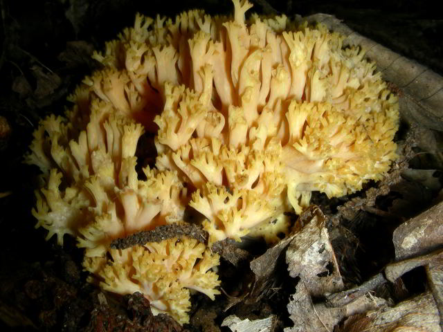 Ramaria flava cfr 101012-17.jpg