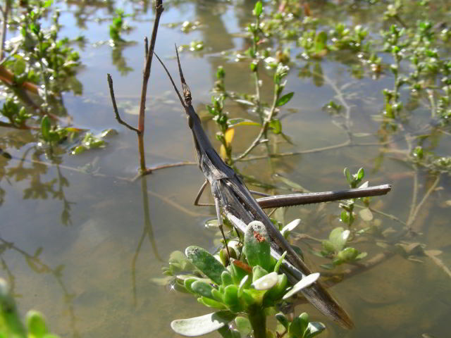 Acrida sp 101006-20001.jpg