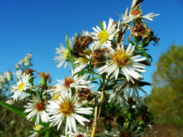 Symphyotrichum lanceolatum (Willd.) G.L.Nesom 101021-61 (2)001.jpg