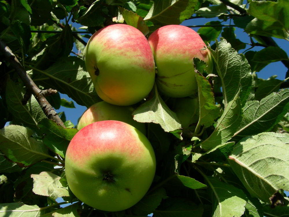 Malus domestica Borkh.- Durello 100929-97.jpg