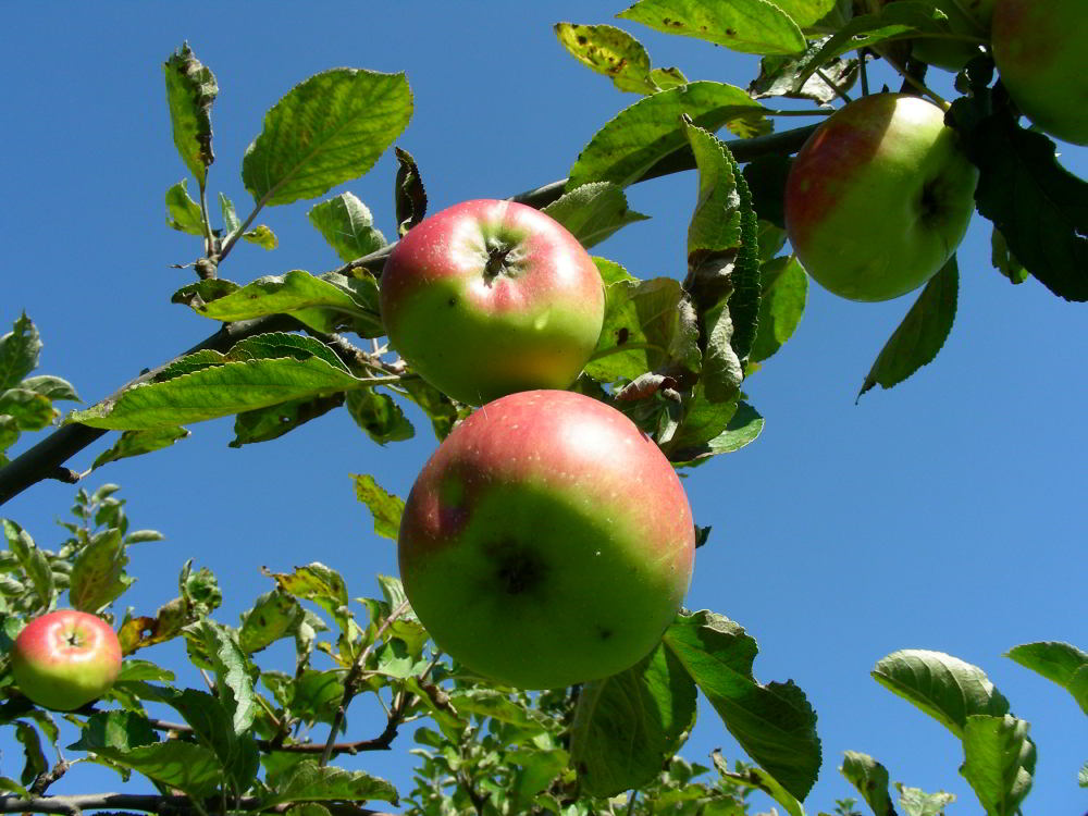 Malus domestica Borkh.- Mela Rosa 100929-87.jpg