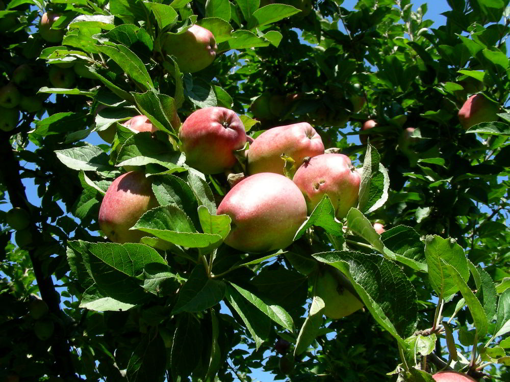 Malus domestica Borkh.- Musona 100929-01.jpg