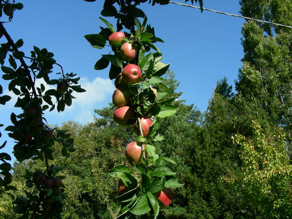 Malus domestica Borkh.- Musona 100929-03.jpg