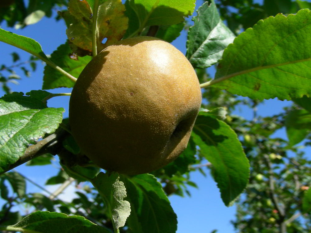 Malus domestica Borkh.- Piatlin 100929-99.jpg