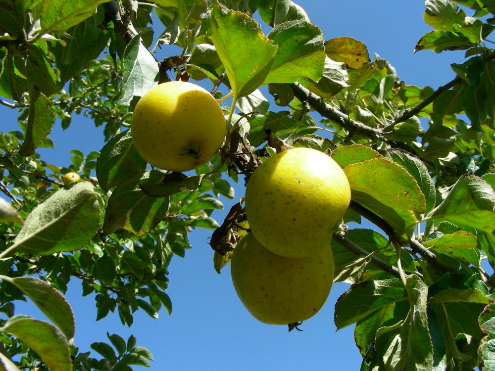 Malus domestica Borkh.- Renetta ananas 100929-36.jpg